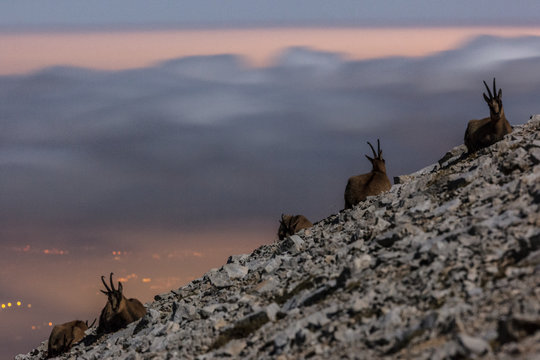 Night view of Apennine chamois in the slope of Focalone Mount, Murelle amphitheater, and in the backgound the towns of Adriatic coast lighting, Majella national park, Abruzzo, Italy, Europe
