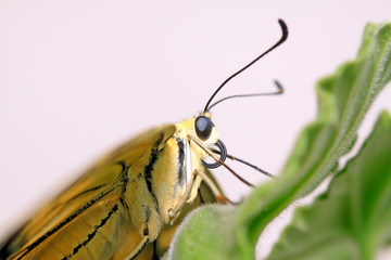 Papilio machaon on green plant