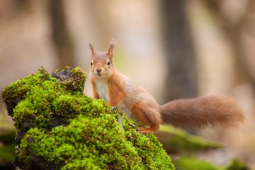 Red squirrel