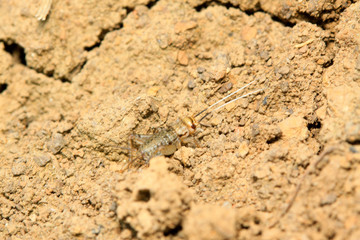 Gryllus larvae on plant