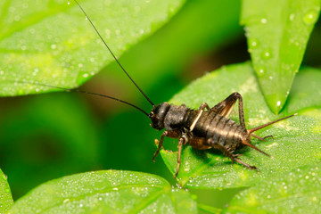 Gryllus larvae on plant