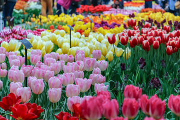 tulips in a market for sale