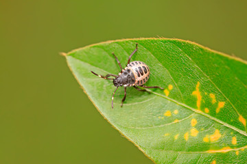 stinkbug on plant