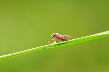 Tachinidae on plant