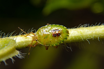 macro world