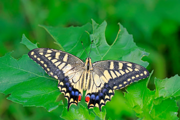 Fototapeta na wymiar Papilio machaon on green plant