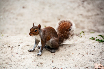 Squirrel in Turin