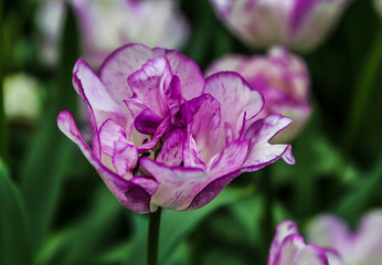 Single pink tulip with purple edges in the garden