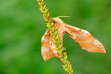 Bean hawkmoth on green leaf in the wild