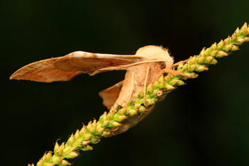 Bean hawkmoth on green leaf in the wild
