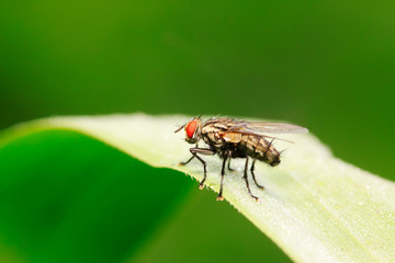 Fototapeta premium Tachinidae on plant