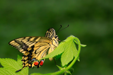 Papilio machaon on green plant