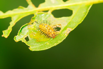 Epilachna vigintioctopunctata on plant