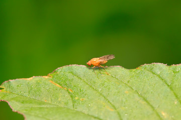 trypetid on plant