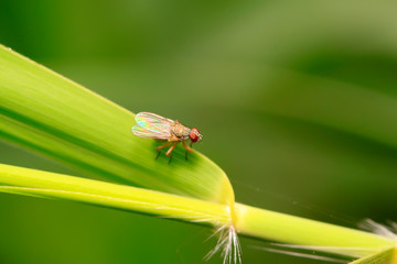 trypetid on plant