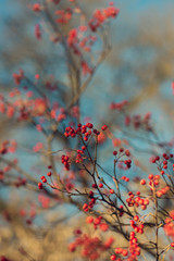 branch of a tree with red berries