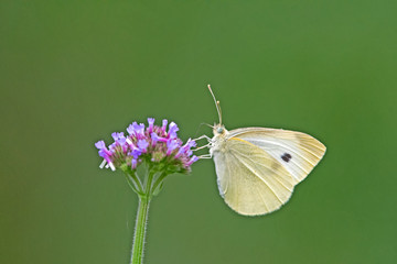 White butterfly on flower