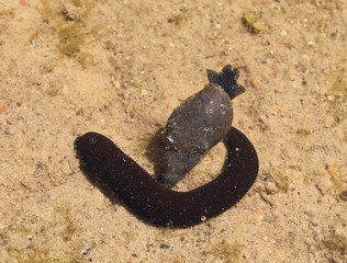 Haemopis sanguisuga or Horse leech and Great pond snail or Lymnaea stagnalis in wild, Belarus