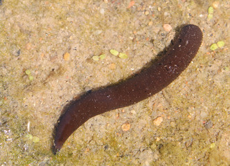 Haemopis sanguisuga or Horse leech in wild, Belarus