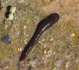 Haemopis sanguisuga or Horse leech in wild, Belarus