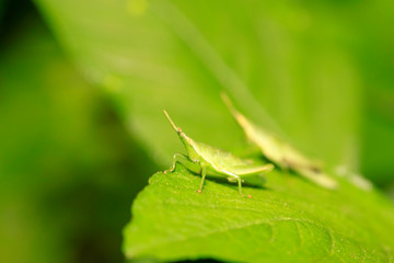 Atractomorpha sinensis Bolvar on plant