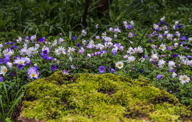 moss covered rock with blue flowers in the garden