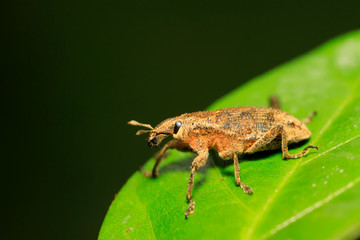 Fototapeta premium weevil on plant
