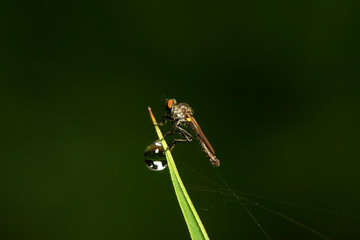 Cophinopoda chinensis