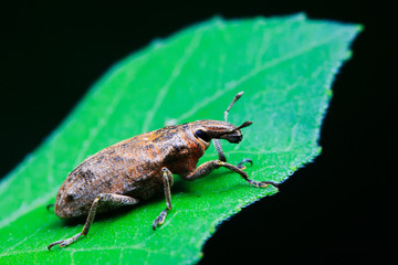 weevil on plant
