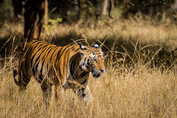 Fototapeta na wymiar A sub-adult female tiger on a territory marking in a winter morning at Bandhavgarh Tiger Reserve, India