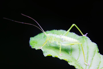 longhorned grasshoppers nymphs