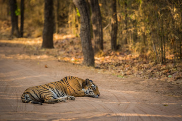 Naklejka na ściany i meble A female tiger resting on a jungle trail in a summer morning at Bandhavgarh Tiger Reserve, India