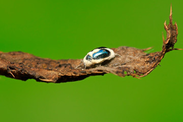 Beauveria bassiana infected insects on green plant