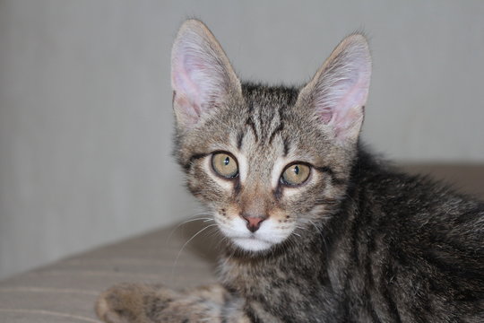 Gray striped kitten with green eyes and big ears.