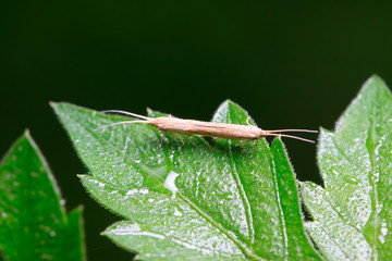 diamondback moth mating