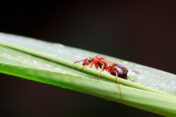 Formicidae insects on plant