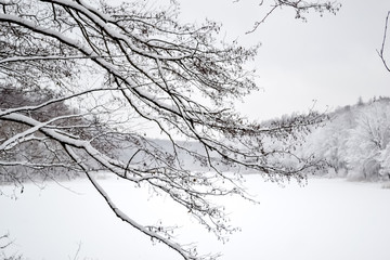 Frozen lake in the forest, covered with snow, in the foreground branches covered with snow, in the background trees covered with snow, you can see the sky, daytime, beautiful nature, winter in forest