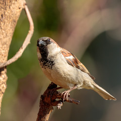 Sparrow