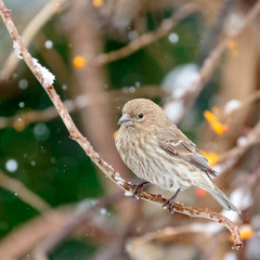 Sparrow