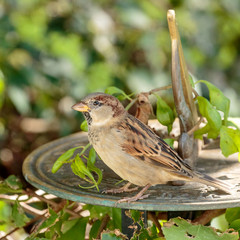 Sparrow
