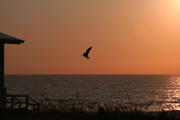 Fototapeta na wymiar bird at sunrise