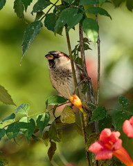 Sparrow