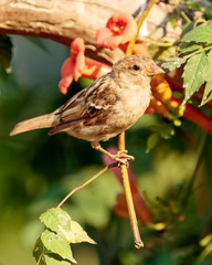 Sparrow