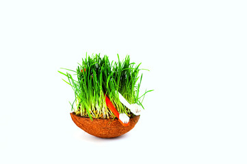 Toothbrushes with natural bristles on the background of green grass sprouted in coconut bowl. 