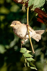 Sparrow