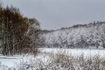Frozen lake in the forest, covered with snow, a log covered with snow lies in the lake, in the background trees covered with snow, you can see the sky, daytime, beautiful nature, winter in the forest