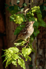 Sparrow