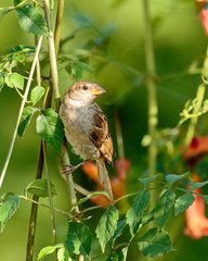 Sparrow