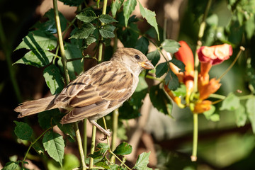 Fototapeta premium Sparrow