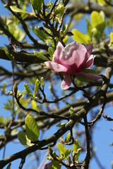 Obraz premium Magnolia flower and tree